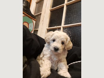 Image 1 of 4