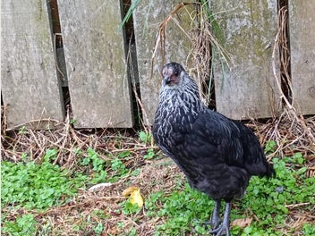 Image 1 of 5