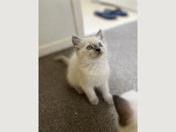 Image 1 of 11