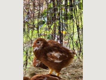 Image 1 of 11