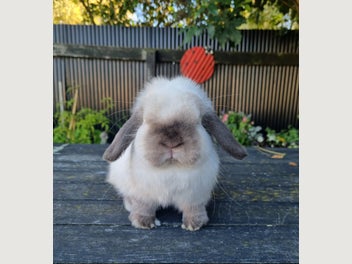 Image 1 of 4