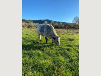 Image 1 of 5