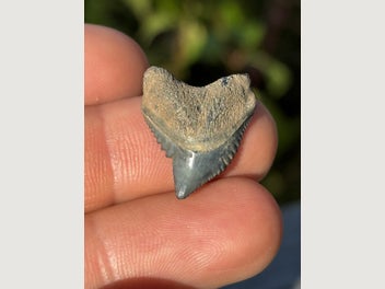 Image 1 of 7