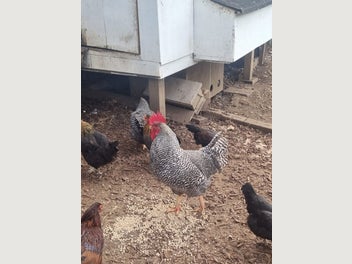 Image 1 of 6