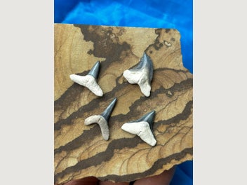 Image 1 of 6