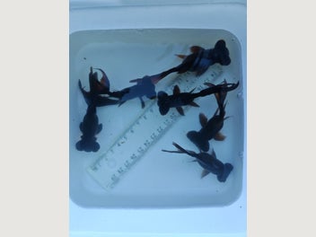 Image 1 of 10