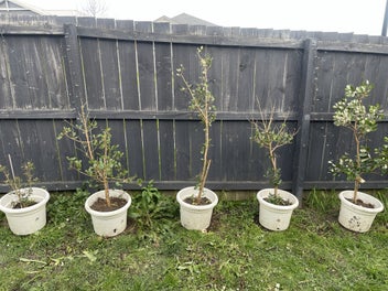 Image 1 of 4
