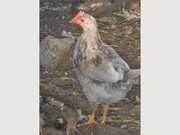 Image 1 of 1