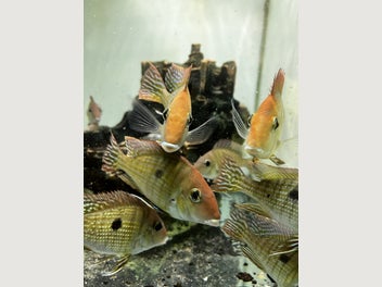 Image 1 of 4