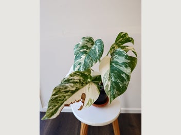Image 1 of 9