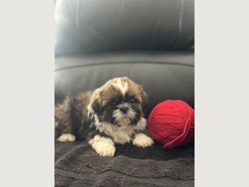 Image 1 of 20