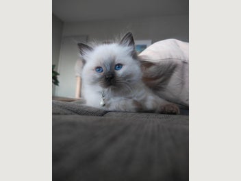 Image 1 of 7