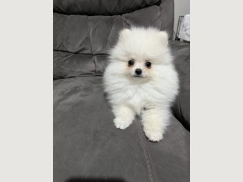 Image 1 of 11