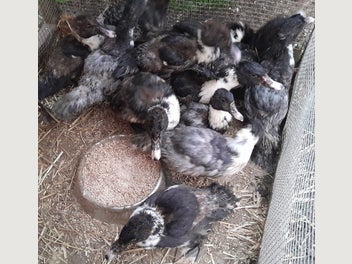Image 1 of 2