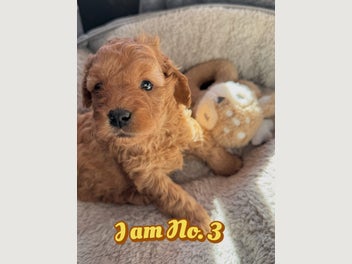 Image 1 of 17