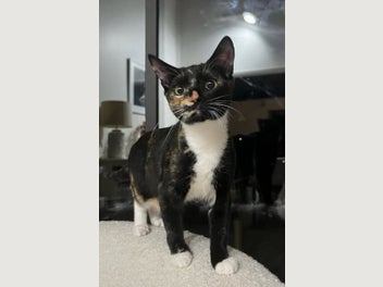 Image 1 of 2