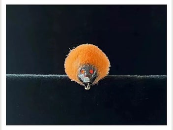 Image 1 of 7