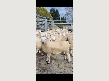 Image 1 of 4
