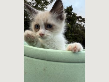 Image 1 of 4