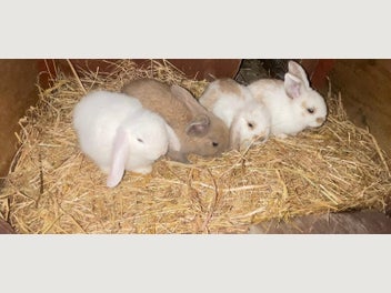 Image 1 of 4