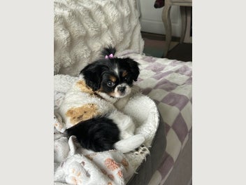 Image 1 of 1