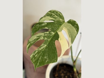 Image 1 of 10