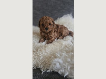 Image 1 of 7