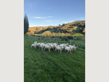 Image 1 of 1