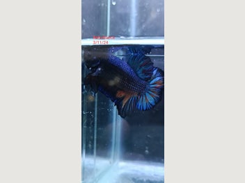 Image 1 of 2