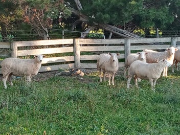 Image 1 of 6