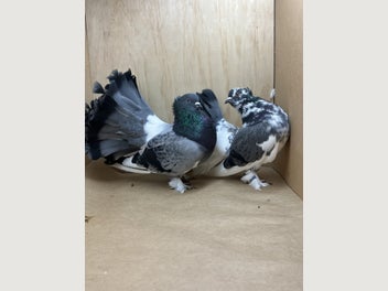 Image 1 of 3