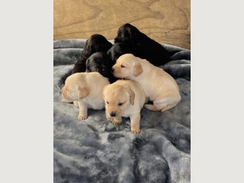 Image 1 of 7