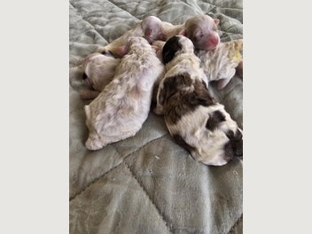 Image 1 of 5