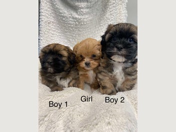 Image 1 of 16