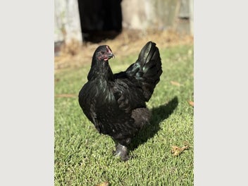 Image 1 of 2
