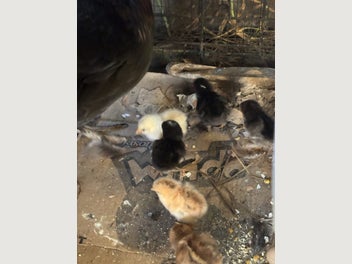 Image 1 of 7