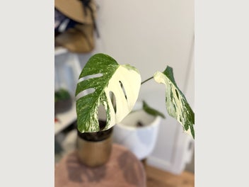 Image 1 of 13
