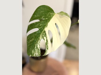 Image 1 of 13