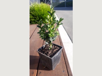 Image 1 of 5