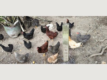 Image 1 of 9