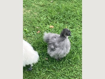 Image 1 of 11