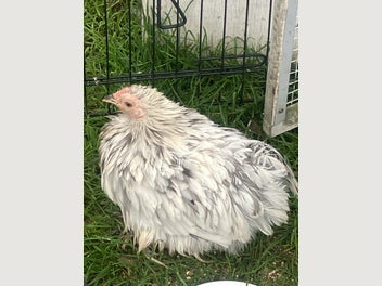 Image 1 of 8