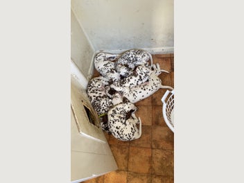 Image 1 of 8