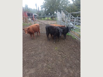 Image 1 of 4