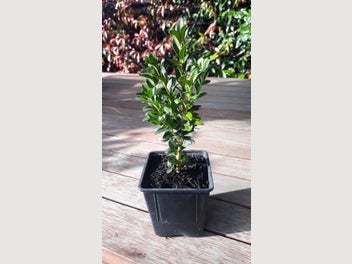 Image 1 of 5