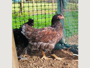 Image 1 of 3