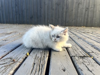 Image 1 of 4