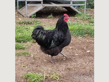 Image 1 of 7