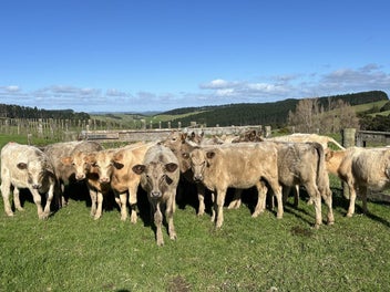 Image 1 of 4