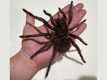 Image 1 of 5